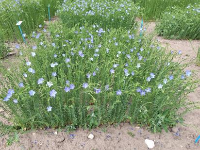 Click for 1 image(s) for this accession.